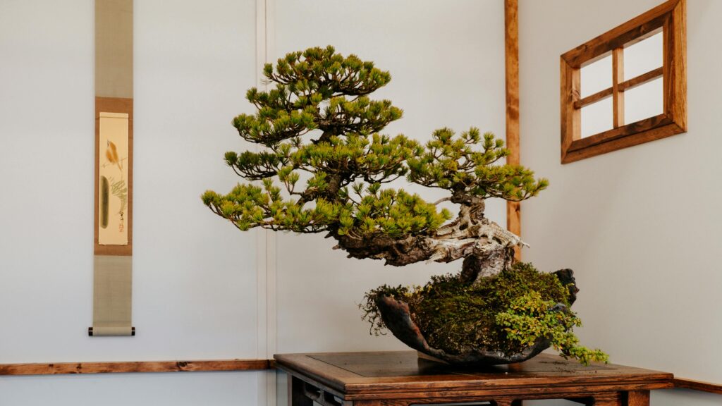 Bonsai tree on a table