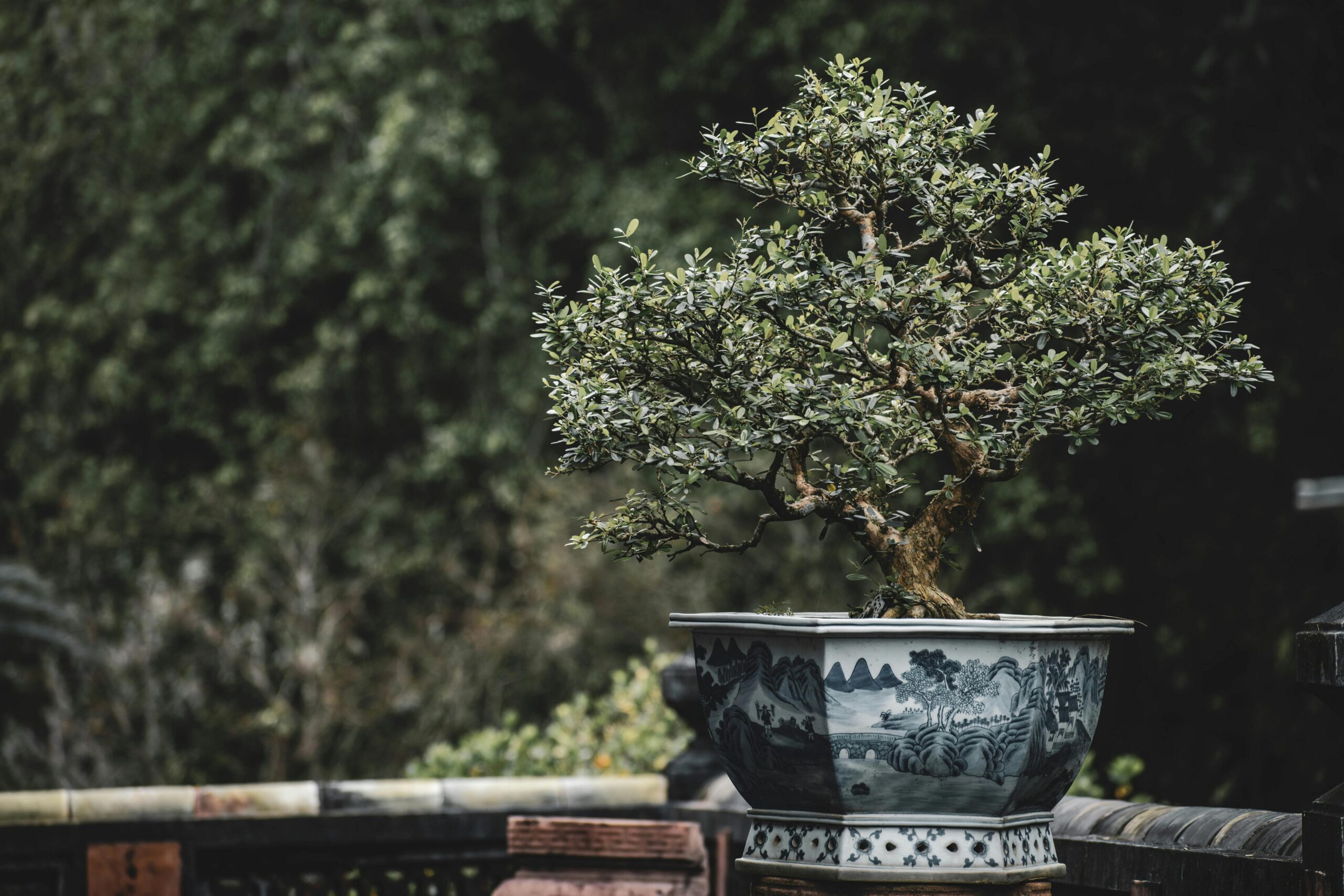 Choosing the Perfect Bonsai Pot