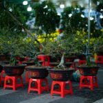 Rows of bonsai trees in a nursery