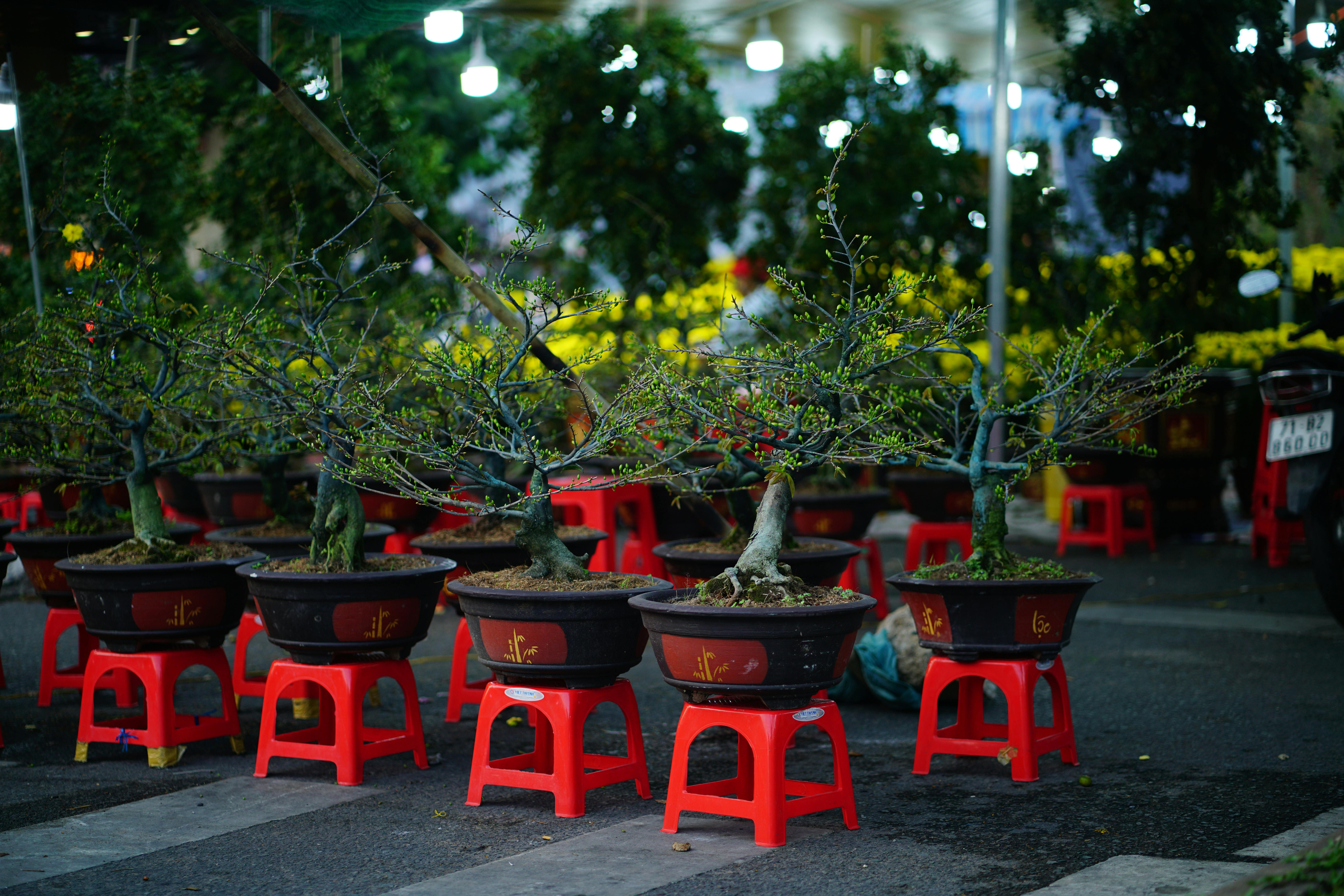 How to Choose Pre-Bonsai vs. Mature Bonsai