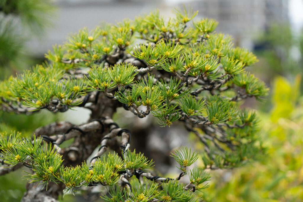 Wired bonsai tree