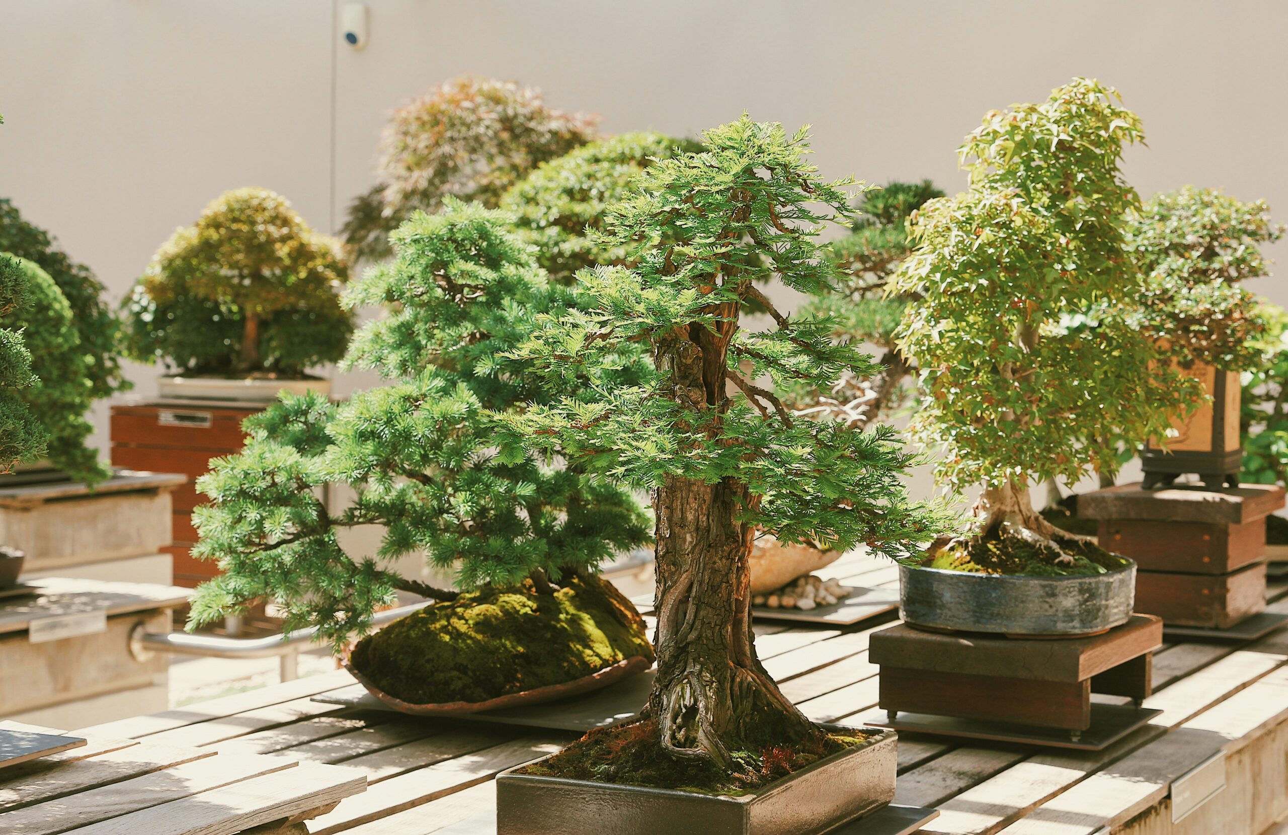 Different Bonsai Styles and How to Choose the Right One for You