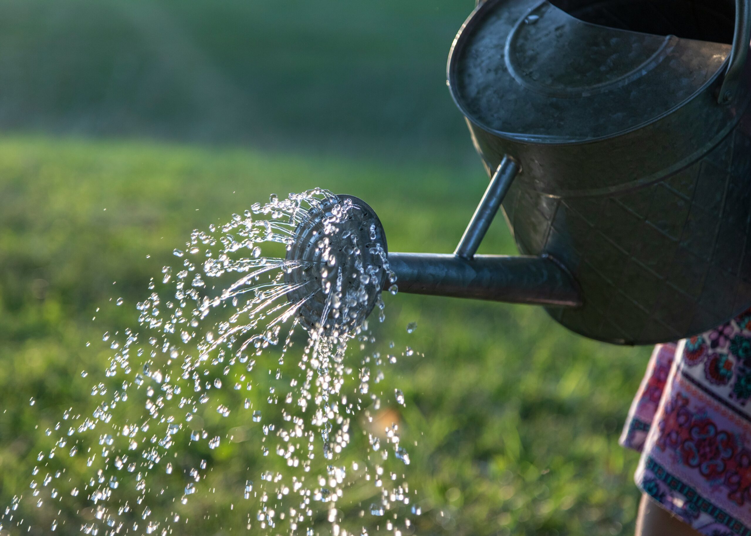 Watering Your Bonsai: A Complete Guide
