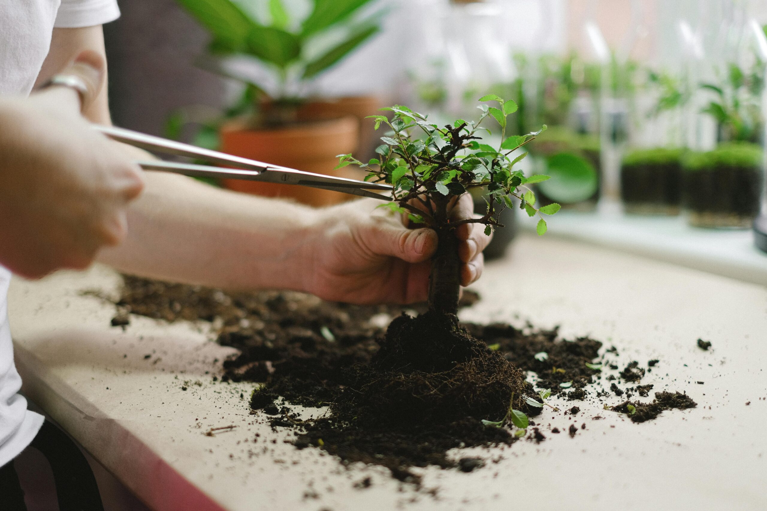Pruning Your Bonsai Tree: An Introduction to the P.R.U.N.E. Framework