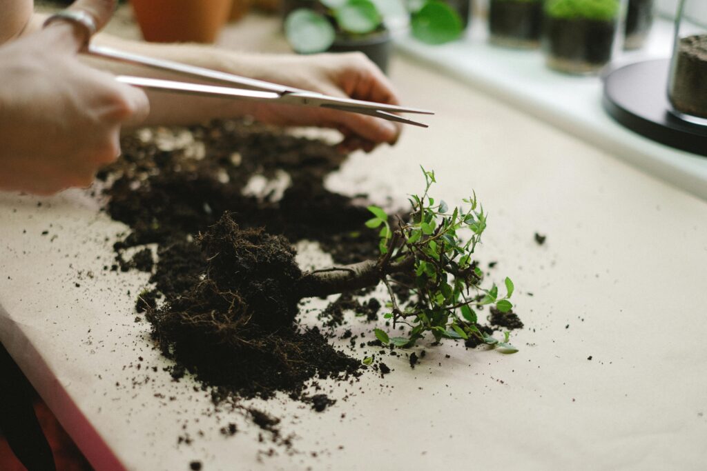 Person pruning bonsai tree using bonsai shears