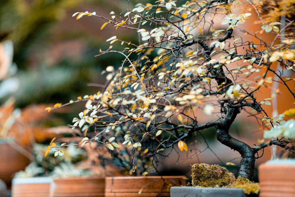 bonsai-tree-autumn-sold-online Bonsai tree with fall foliage at a nursery