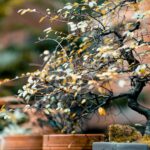 Bonsai tree with fall foliage at a nursery