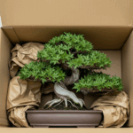 Bonsai tree in a shipping box