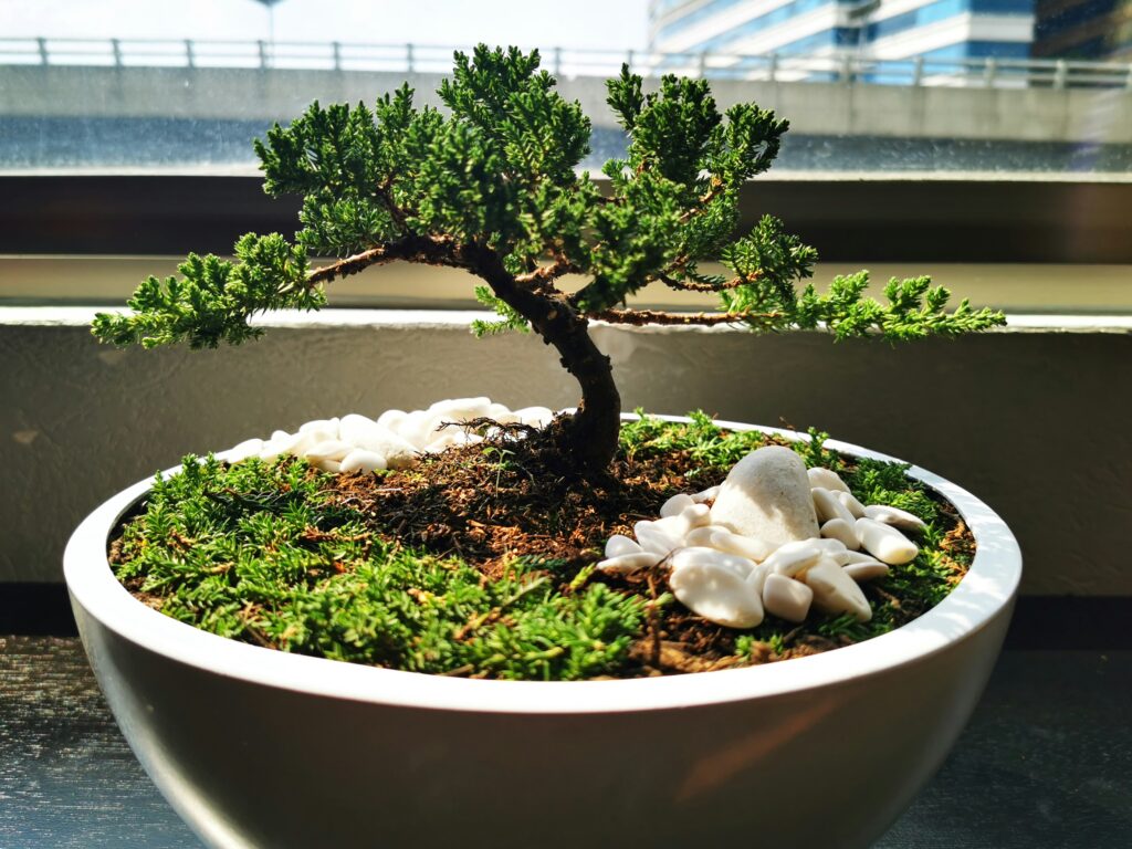 juniper-bonsai-tree-rocks Young juniper bonsai tree staged with rocks in a bonsai pot