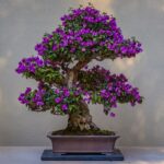 Bonsai tree in pot with purple flowers