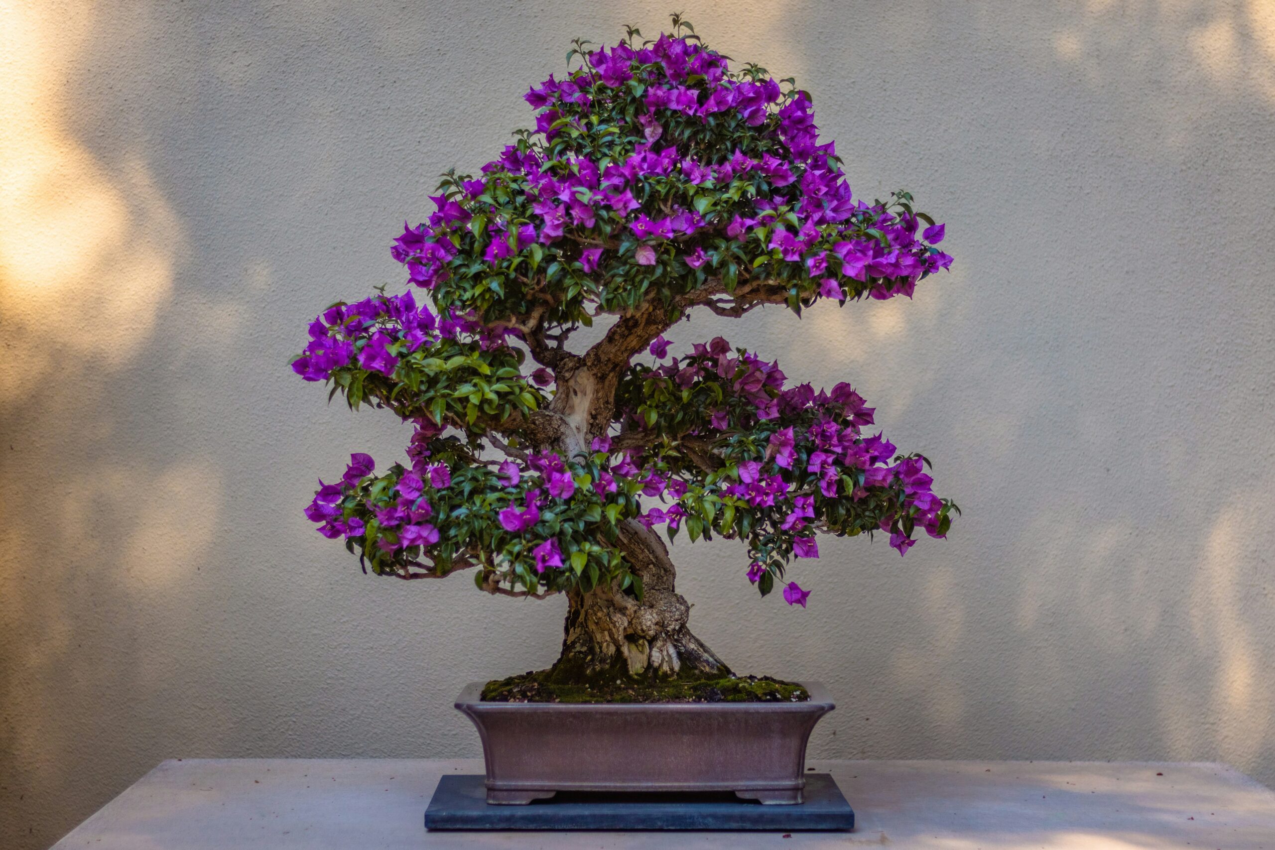 Complete Beginners Guide to Caring for Bonsai Trees