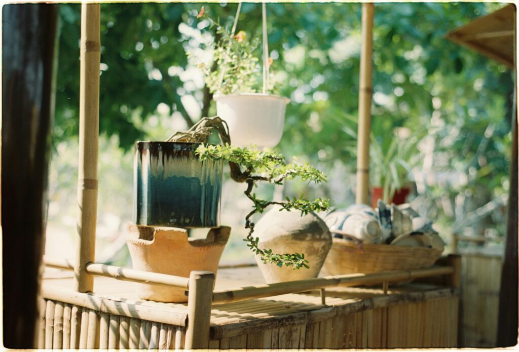 Bonsai tree on stand in morning sunlight