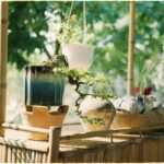 Bonsai tree on stand in morning sunlight