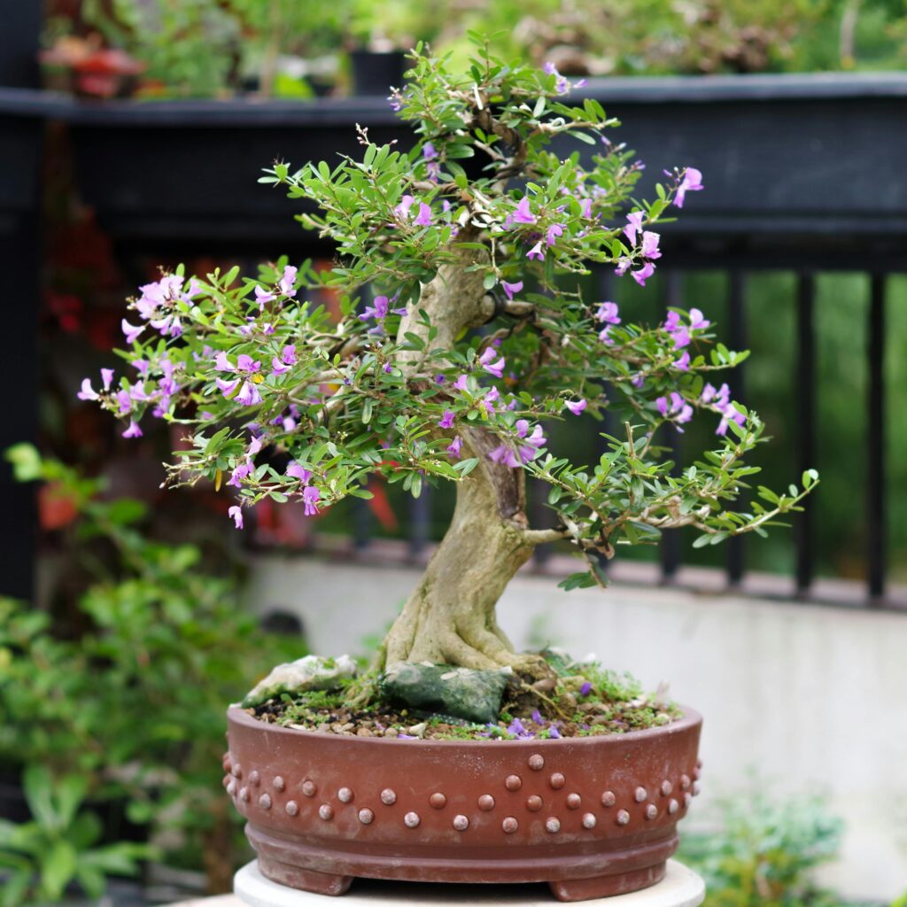 Flowering bonsai tree