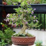 Flowering bonsai tree