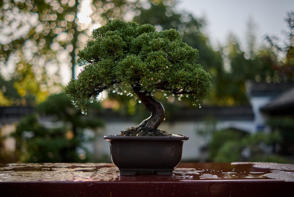 Bonsai tree on a bench after rain shower