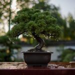 Bonsai tree on a bench after rain shower